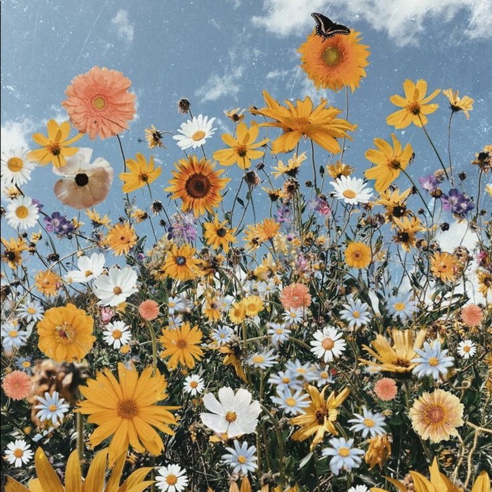 Meet your Posher, Chloe